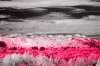 [ NIR Luma / Tinted UVA Colour ]