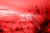 [ Tinted NIR ]