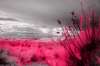 [ NIR Luma / Tinted UVA Colour ]