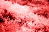 [ Tinted NIR ]