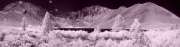 [ Tinted NIR ]