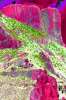 [ All Bands (Skew) Luminance - ((Calculated: ASVI (Full Range)) - Vegetation Index Triple Scale 1) Colour [L/C] ]