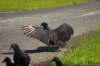 [ Sunbathing vulture ]