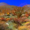 [ Anza-Borrego Desert State Park ]