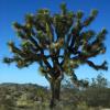 [ Joshua Tree National Park ]