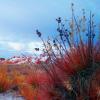 [ White Sands National Monument ]