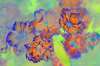 [ (Difference: NIR-R)-(Difference: G-B)-(Difference: B-UVA) [3C] ]