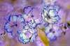 [ (Difference: NIR-R)-(Difference: NIR-B)-(Difference: NIR-UVA) [3C] ]