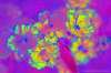 [ (Difference: NIR-R)-(Difference: R-G)-(Difference: G-UVA) [3C] ]