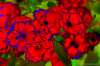 [ (ND (Pos): NIR-G)-ND (Pos): -G-B)ND (Pos): )-B-UVA) [3C] ]