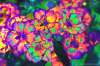 [ (Ratio: R To G)-(Ratio: R To B)-(Ratio: R To UVA) [3C] ]