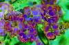 [ Kurtosis Luminance / ((Ratio: R To NIR)-(Ratio: G To R)-(Ratio: UVA To B)) Colour [LC] ]