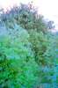 [ NIR Luminance / ((ND (Pos): R-G)-(ND (Pos): R-B)-(ND (Pos): R-UVA)) Colour ]