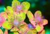 [ NIR Luminance - (Calculated: (Ratio: R To NIR) - (Ratio: G To R) - (Ratio: UVA 360nm To B)) Colour [L/C] ]