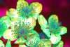 [ R G B (Luma) Luminance - (Calculated: (Ratio: G To R) - (Ratio: B To G) - (Ratio: UVA 360nm To UVA 380nm)) Colour [L/C] ]