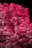 [ NIR Luma / Tinted UVA Colour ]