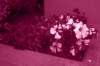 [ Tinted UVA ]