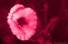 [ UVA 360nm - Neon Pink [Tinted] ]