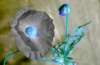 [ NIR Luminance - (Calculated: (ND (Pos): NIR - G) - (ND (Pos): NIR - B) - (ND (Pos): NIR - UVA 380nm)) Colour [L/C] ]