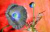 [ NIR Luminance - (Calculated: (ND (Pos): NIR - G) - (ND (Pos): R - B) - (ND (Pos): B - UVA 380nm)) Colour [L/C] ]