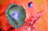 [ NIR Luminance - (Calculated: (ND (Pos): NIR - R) - (ND (Pos): R - G) - (ND (Pos): B - UVA 360nm)) Colour [L/C] ]