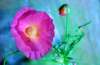 [ NIR Luminance - (Calculated: (Ratio: R To NIR) - (Ratio: G To R) - (Ratio: UVA 360nm To UVA 380nm)) Colour [L/C] ]