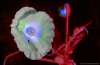 [ R G B (Luma) Luminance - (Calculated: (ND (Pos): NIR - R) - (ND (Pos): R - G) - (ND (Pos): B - UVA 360nm)) Colour [L/C] ]