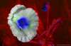 [ UVA 360nm Luminance - (Calculated: (ND (Pos): NIR - R) - (ND (Pos): R - G) - (ND (Pos): B - UVA 360nm)) Colour [L/C] ]