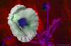 [ UVA 360nm Luminance - (Calculated: (ND (Pos): NIR - R) - (ND (Pos): R - G) - (ND (Pos): G - B)) Colour [L/C] ]