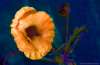 [ UVA 360nm Luminance - (Calculated: (Ratio: G To NIR) - (Ratio: B To R) - (Ratio: UVA 380nm To B)) Colour [L/C] ]