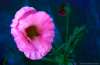 [ UVA 360nm Luminance - (Calculated: (Ratio: R To NIR) - (Ratio: G To R) - (Ratio: UVA 360nm To UVA 380nm)) Colour [L/C] ]