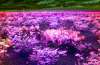 [ All Bands (ADev) Luminance - (Calculated: (Ratio: G To R) - (Ratio: B To G) - (Ratio: UVA To B)) Colour [L/C] ]